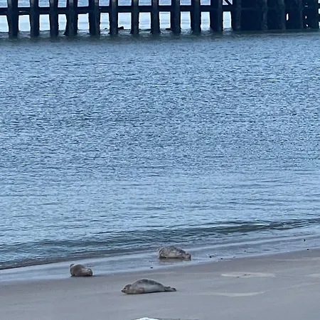 Sea,sun And Fun Vernieuwd Modern Op Toplocatie 50 M Visserkaai