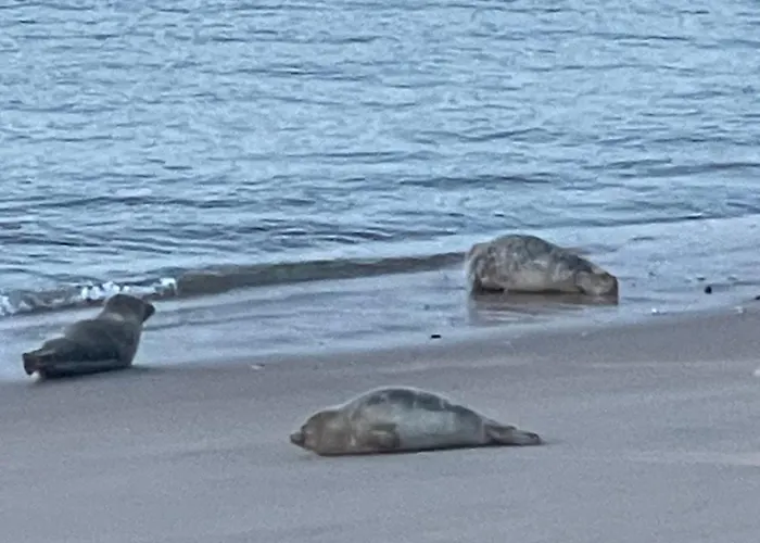 Lejlighed Sea,sun And Fun